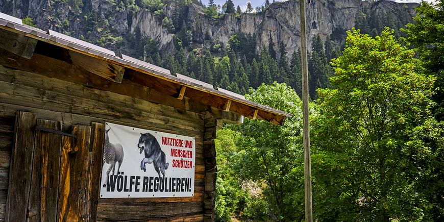 Rechtlich fragwürdige Jagd auf Wölfe